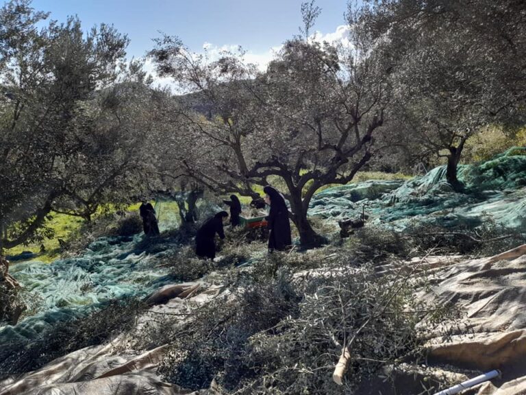 Η συγκομιδή της ελιάς